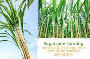Sugarcane Farming in Hindi: गन्ना किसानों के काम की खबर, रोगों से बचाव और बंपर उपज के ये हैं तरीके