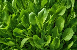 Spinach Price Today in Hindi: 25 जनवरी 2024 को उत्तर प्रदेश में पालक की कीमतों में बढ़ोतरी, जानिए आज का मंडी भाव