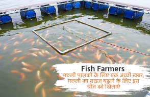 Fish Farmers in Hindi: मछली पालकों के लिए काम की खबर, बढ़ाना चाहते हैं मछली का साइज, तो खिलाएं ये चीज