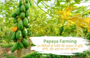 Papaya Farming in Hindi: इन तरीकों से बढ़ जाएगी पपीते की पैदावार, कमाई का खुलेगा रास्ता