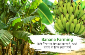 Banana Farming in Hindi: केले में पनामा रोग का रहता है खतरा, जानिए उपाय