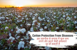 Cotton Protection From Diseases in Hindi: कपास में फूल कम लगने, और झड़ने जैसी समस्याएं दूर करेगा ये तरीका