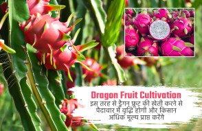 Dragon Fruit Cultivation in Hindi: ड्रैगन फ्रूट की इस तरह खेती करने से बढ़ेगी पैदावार, किसान पाएंगे अधिक दाम