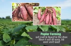 Sweet Potato Cultivation in Hindi: शकरकंद की खेती से कमाएं लाभ, घर बैठे मिल रहा बीज