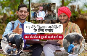 घर बैठे किसान मवेशियों के लिए बनाएं दूध बढ़ाने वाली दवा, जानें काम का तरीका
