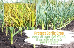 Protect Garlic Crop in Hindi: लहसुन की फसल उड़ने लगे पीली तो अपनाएं ये तरीका, बढ़ जाएगी उपज