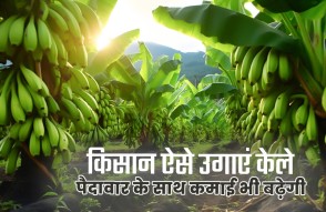 Banana Farming in Hindi: किसान इस तरह से उगाएं केले, पैदावार बढ़ने के साथ बढ़ेगी कमाई