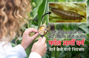 Protect Crops From Armyworm in Maize in Hindi: इस कीट को लेकर चेतावनी जारी, नहीं की देखरेख तो चट कर जाएगा सारी फसल