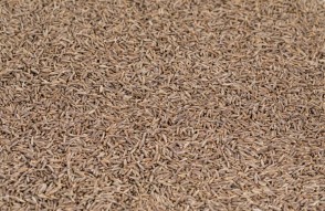 Cumin Mandi Bhav Today in Hindi: 03 फरवरी 2024 को गुजरात और राजस्थान में जीरे के दाम, जानिए आज के मंडी भाव