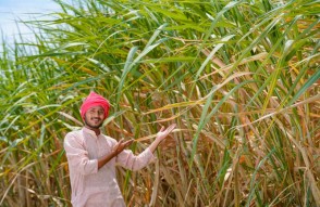 Sugarcane Cultivation With AI in Hindi: यूपी में अब गन्ने की खेती में काम आएगा AI, पैदावार बढ़ाने में करेगा मदद