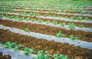 Mulching Farming in Hindi: खेतों में घास और खरपतवार से बनाएं मल्चिंग, होगा ये बड़ा फायदा