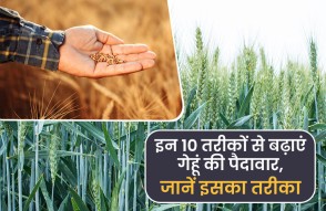 Wheat Cultivation in Hindi: इन 10 तरीकों से बढ़ाएं गेहूं की पैदावार, खिल जाए किसानों के चेहरे