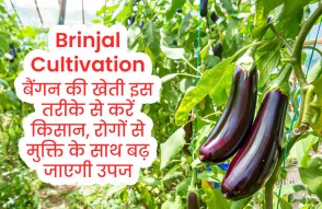 Brinjal Cultivation in Hindi: बैंगन की खेती इस तरीके से करें किसान, रोगों से मुक्ति के साथ बढ़ जाएगी उपज