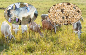 Protect Goat from Diseases in Hindi: रसीला चारा खाती है बकरी तो हो सकती हैं कई बीमारियां, जानें बचाव के तरीके