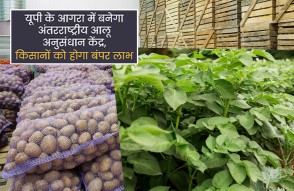 यूपी के आगरा में बनेगा अंतरराष्ट्रीय आलू अनुसंधान केंद्र, किसानों को होगा बंपर लाभ