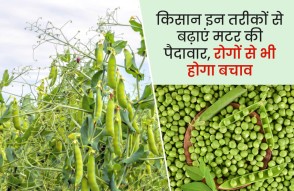 Green Pea Farming in Hindi: किसान इन तरीकों से बढ़ाएं मटर की पैदावार, रोगों से भी होगा बचाव