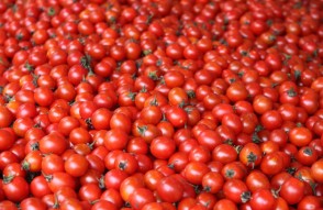 Tomato Mandi Bhav in Hindi: 08 फरवरी 2024 को उत्तर प्रदेश की मडियों में टमाटर का मंडी भाव आज का