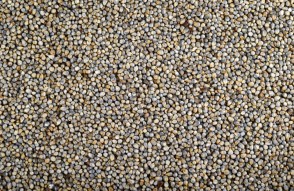 Millet Mandi Bhav Today 09 February 2024 in Hindi: 09 फरवरी 2024 को उत्तर प्रदेश और राजस्थान में बाजरे का मंडी भाव आज का