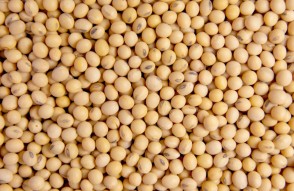 White Peas Mandi Bhav Today in Hindi: उत्तर प्रदेश में सफेद मटर का मंडी भाव आज का (10 फ़रवरी 2024)