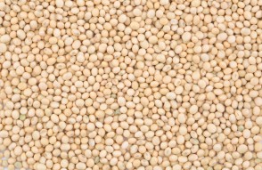 Soyabean Mandi Bhav Today in Hindi: मध्य प्रदेश में सोयाबीन का मंडी भाव आज का 10 फ़रवरी 2024