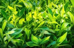 Turmeric Leaves Pillow in Hindi: हल्दी की पत्तियों से बना दी तकिया, सागर के युवा किसान की बढ़ी कमाई