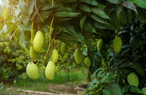 Mango Cultivation in Hindi: यूपी के आम किसान, इस तरीके से बढ़ाएं आम की पैदावार