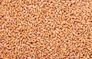 Wheat Mandi Bhav Today in Hindi: उत्तर प्रदेश में गेहूं का मंडी भाव आज का (21 फरवरी 2024)