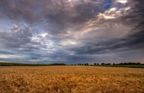 Weather Update Today 22 February 2024 in Hindi: 22 फरवरी को उत्तरप्रदेश और मध्यप्रदेश, में बारिश की संभावना, किसान परेशान क्योंकी खेतों में गेहूं और सरसों की फसल लहलहा रही है