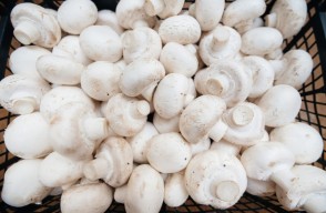 Mushroom Mandi Bhav Today in Hindi, दिल्ली, हरियाणा, पंजाब  के विभिन्न मंडीयों में मशरूम का मंडी भाव आज का (27 फरवरी 2024)