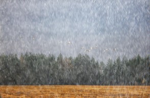 Weather Update Today 01 March 2024 in Hindi, जम्मू-कश्मीर, लद्दाख, में 01 से 05 मार्च को भारी बारिश और बर्फबारी की संभावना, अगले 5 दिनों के लिए मौसम पूर्वानुमान