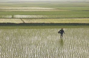 India Rice Production 2023, भारत का चावल उत्पादन 8 साल में पहली बार गिरेगा, लेकिन क्यों आइये जानें