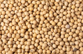 Soybean Mandi Bhav Today in Madhya Pradesh in Hindi, मध्य प्रदेश में सोयाबीन का आज का मंडी भाव (07 मार्च 2024)