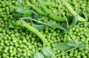 Green Peas Mandi Bhav Today in Uttar Pradesh and Punjab in Hindi, पंजाब और उत्तर प्रदेश में हरी मटर का मंडी भाव आज का (12 मार्च 2024)