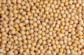 Soyabean Market Rates Today in Madhya Pradesh on (16 March 2024)