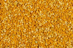 Arhar Dal Mandi Rate Today in Uttar Pradesh in Hindi: उत्तर प्रदेश की विभिन्न मंडियों में अरहर दाल का मंडी भाव आज का (18 मार्च 2024)