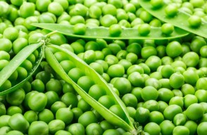 Green Peas Market Rate Today in Various of Uttar Pradesh on (18 March 2024)