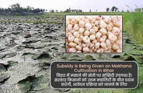 Makhana Cultivation in Bihar, Get 75% Subsidy from Bihar Government, Apply Now