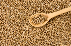 Coriander Seeds Market Price Today in Various of Uttar Pradesh, Rajasthan, and Maharashtra on (21 March 2024)