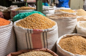 Wheat Market Price Today in Madhya Pradesh (21 March 2024)