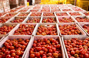 Tomato Market Price in Delhi and Uttar Pradesh on (28 March 2024)