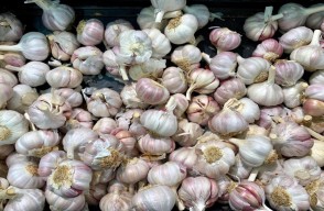 Garlic Market Price Today in Madhya Pradesh (29 March 2024)