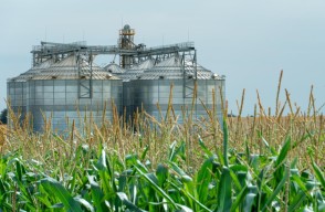 इथेनॉल से बढ़ेगा मक्के का उत्पादन अगले पांच सालों में उत्पादन दोगुना बढ़ाने का प्लान