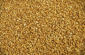 Wheat Mandi Bhav Today in Madhya Pradesh in Hindi: मध्य प्रदेश में गेहूं का मंडी भाव आज का (03 अप्रैल 2024)