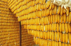 Maize Market Price Today in Madhya Pradesh on (03 April 2024)