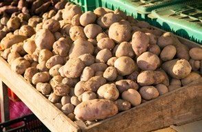 Potato Market Rates Today in Maharashtra on (03 April 2024)