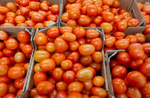 पंजाब में टमाटर के भाव में आई गिरावट, जाने आज टमाटर का मंडी भाव (04 अप्रैल 2024) आइए Khetivyapar पर जानें