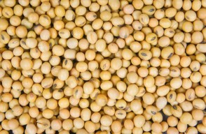 Soybean Mandi Bhav Today in Madhya Pradesh: मध्य प्रदेश में सोयाबीन का मंडी भाव आज का (05 अप्रैल 2024) आइए Khetivyapar पर जानें