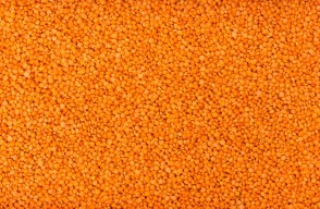 Lentils Market Price Today in Maharashtra and Uttar Pradesh On (06 April 2024)