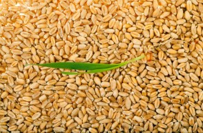 Wheat Mandi Bhav Today in Uttar Pradesh in Hindi: उत्तर प्रदेश में गेहूं का मंडी भाव आज का (08 अप्रैल 2024) आइए Khetivyapar पर जानें