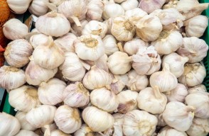 Garlic Mandi Bhav Today in Madhya Pradesh in Hindi: मध्य प्रदेश में लहसुन का मंडी भाव आज का (09 अप्रैल 2024) आइए Khetivyapar पर जानें